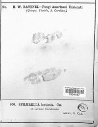 Sphaerella lenticula image